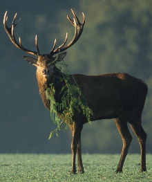 minsmere-reddeer